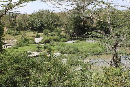 Crocodil Camp - Masai Mara