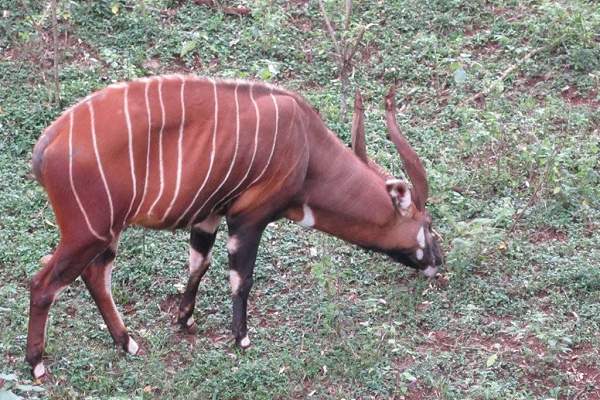 Bongo, Mount Kenya