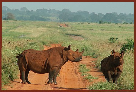 Kiwara Safaris, Spitzmaulnashorn im Tsavo Ost National Park