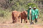 David Sheldrick Wildlife Trust