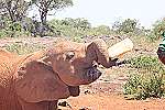 David Sheldrick Wildlife Trust